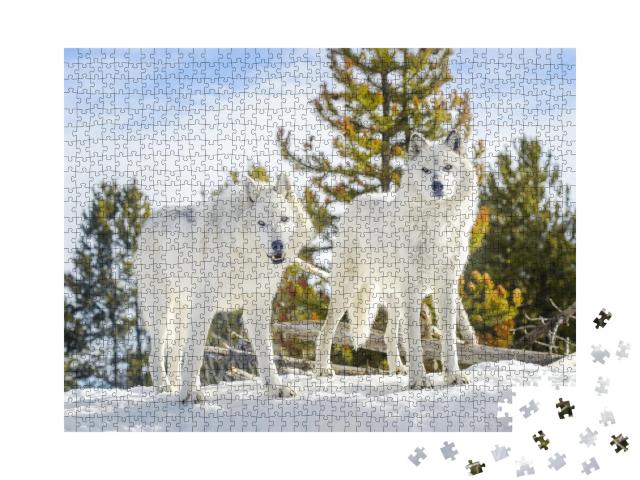Puzzle de 1000 pièces « Deux loups des bois dans un paysage de neige sauvage »