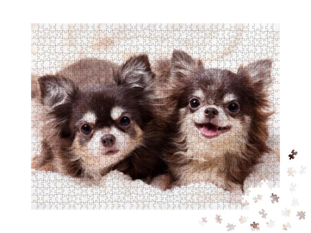 Puzzle de 1000 pièces « D'adorables chiens chihuahua sur une couverture »