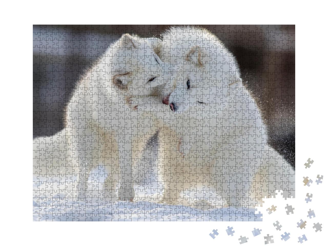 Puzzle de 1000 pièces « Renards polaires au combat »