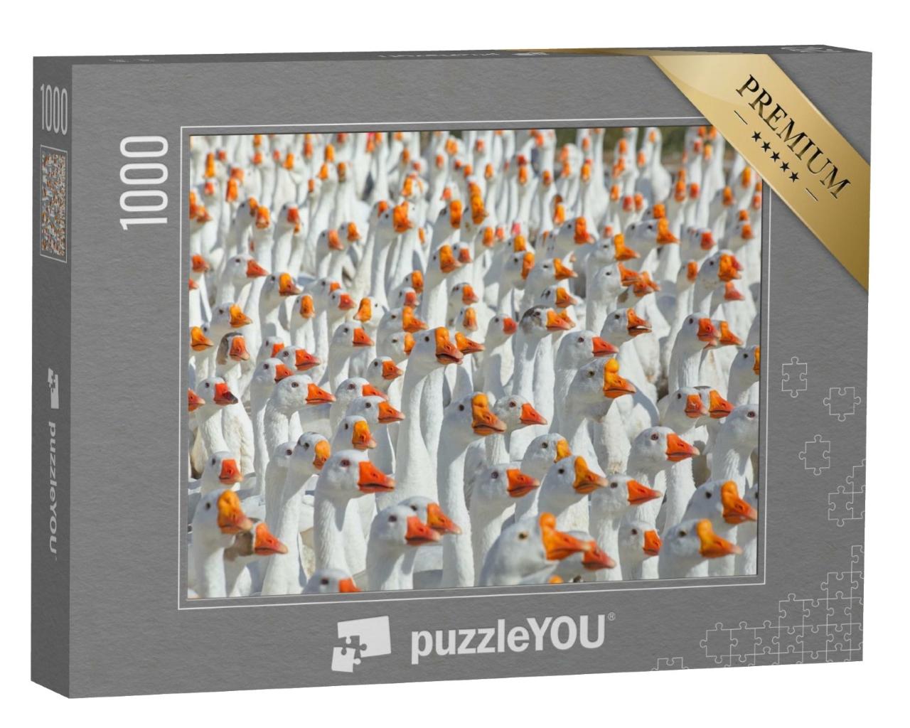 Puzzle de 1000 pièces « Immense troupeau d'oies blanches »