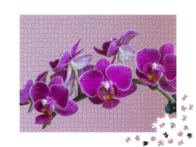 Puzzle de 1000 pièces « Orchidée papillon de nuit comme magnifique orchidée violette »