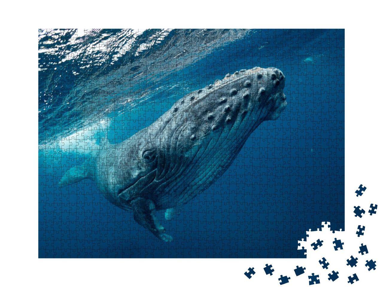 Puzzle de 1000 pièces « Une baleine à bosse qui nage dans la mer »