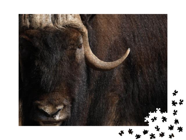 Puzzle de 1000 pièces « Portrait d'un vieux bœuf musqué avec une longue corne et une fourrure »