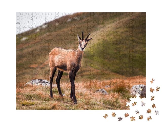 Puzzle de 1000 pièces « Chamois dans les montagnes, Basses Tatras, Slovaquie »