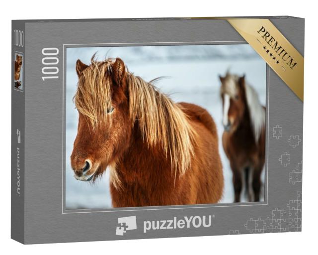 Puzzle de 1000 pièces « Portrait d'un beau cheval islandais »