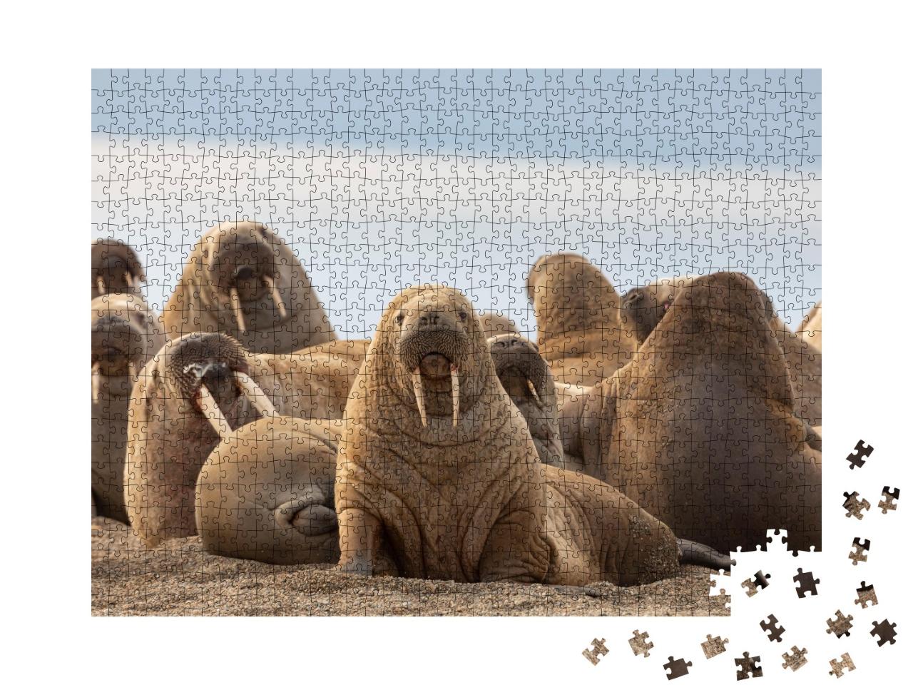 Puzzle de 1000 pièces « Un groupe de morses sur la plage de sable »