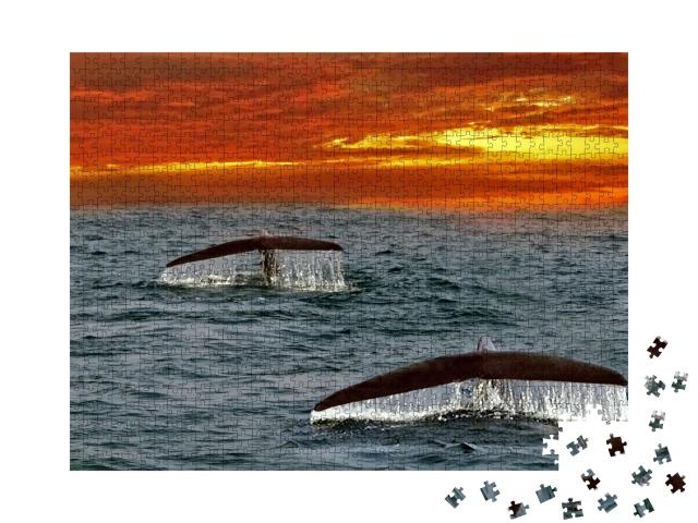 Puzzle de 1000 pièces « Ailerons de baleines bleues dans l'océan Indien, Sri Lanka »