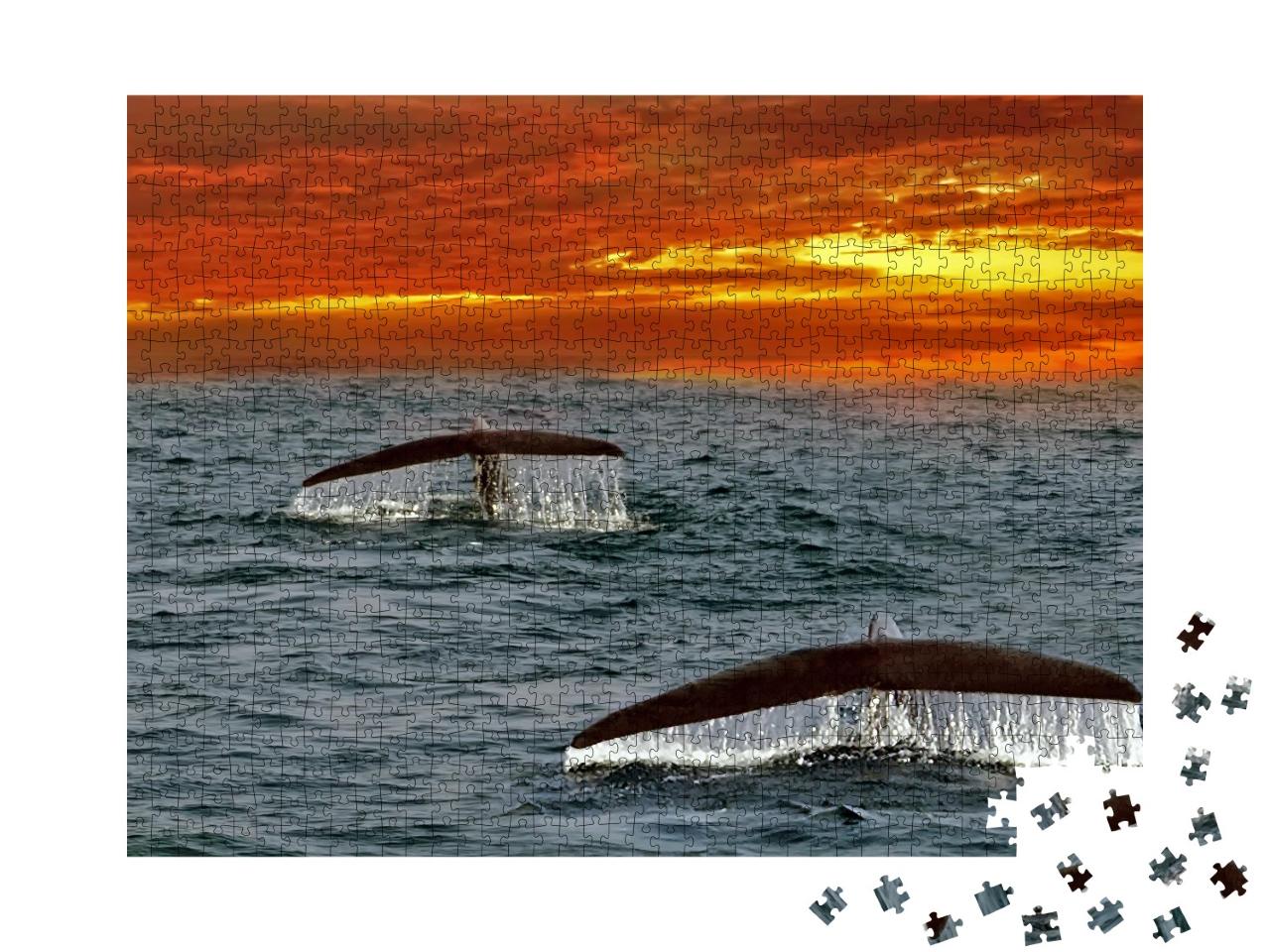 Puzzle de 1000 pièces « Ailerons de baleines bleues dans l'océan Indien, Sri Lanka »