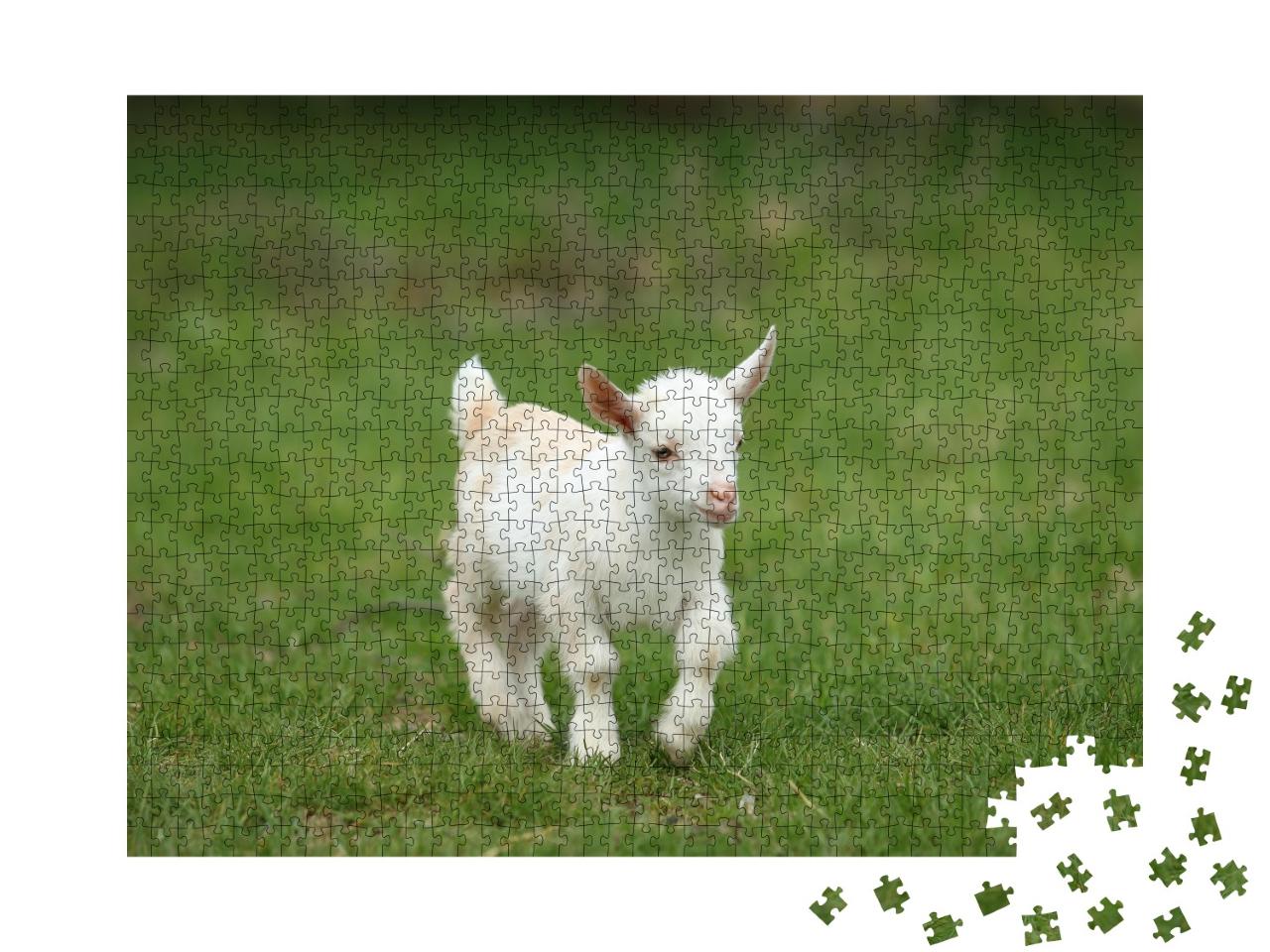 Puzzle de 1000 pièces « Bébé chèvre blanche dans l'herbe, Nouvelle-Angleterre, USA »