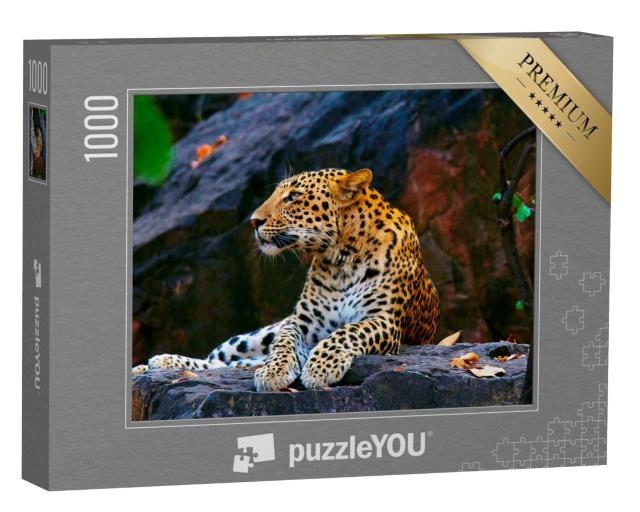 Puzzle de 1000 pièces « Léopard indien, Panthera pardus fusca, Ranthambhore Tiger Reserve, Rajasthan »