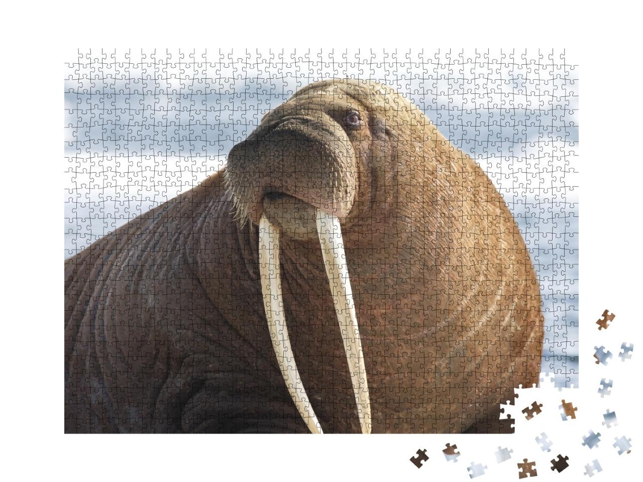 Puzzle de 1000 pièces « Gros plan sur un morse du Pacifique »