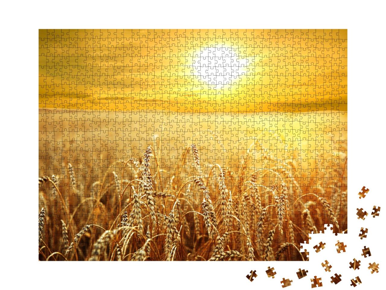 Puzzle de 1000 pièces « Coucher de soleil sur le champ de blé doré »