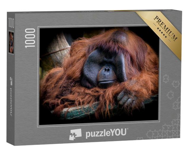 Puzzle de 1000 pièces « L'orang-outan de Bornéo mâle, Pongo pygmaeus »