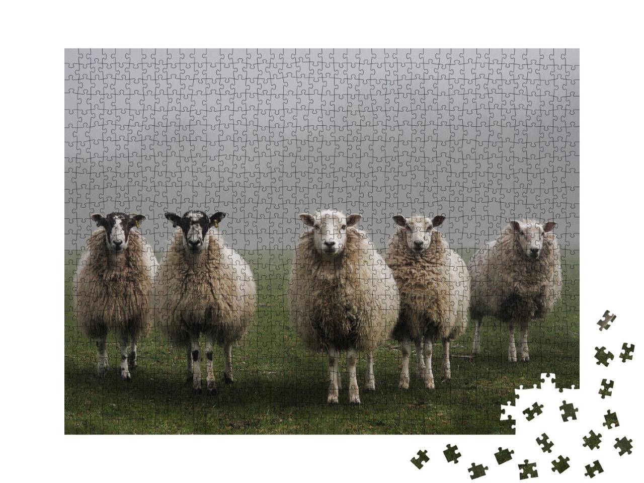 Puzzle de 1000 pièces « Cinq moutons dans un champ par un matin brumeux dans le Dorset »