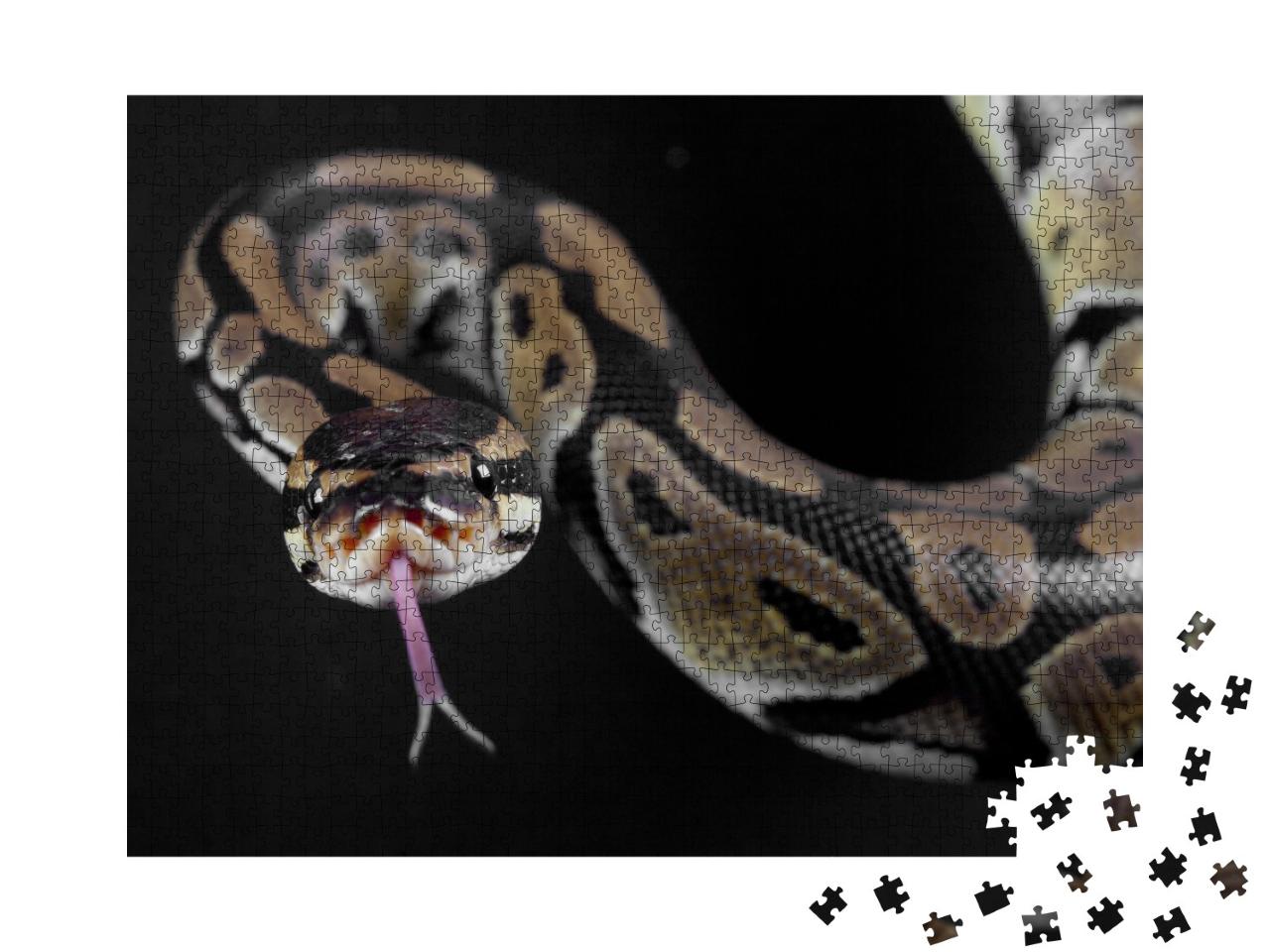 Puzzle de 1000 pièces « Serpent python à la langue tirée »
