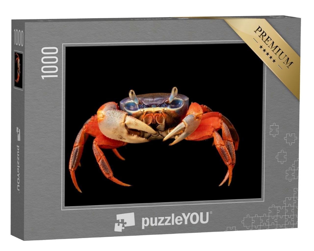 Puzzle de 1000 pièces « Un crabe arc-en-ciel africain »