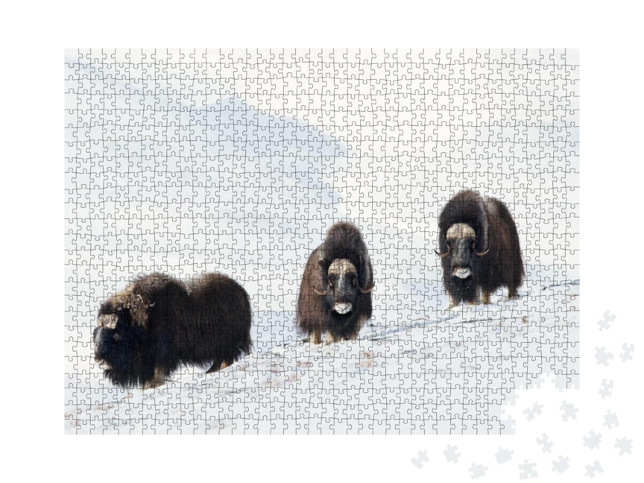 Puzzle de 1000 pièces « Trois bœufs musqués dans les montagnes enneigées de Dovrefjell, Norvège »