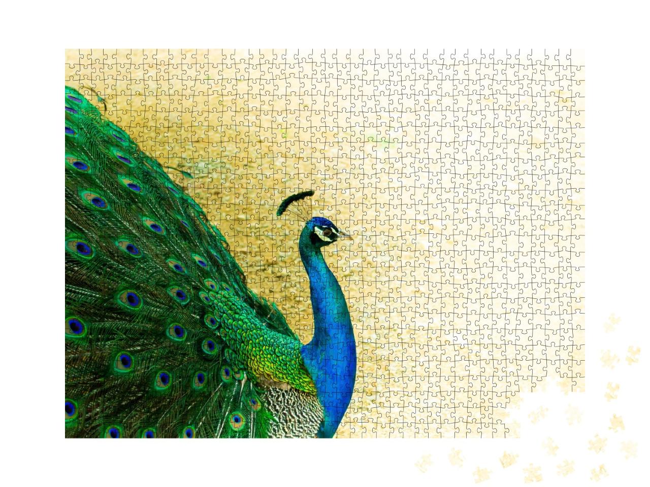 Puzzle de 1000 pièces « Gros plan sur un beau paon mâle indien »