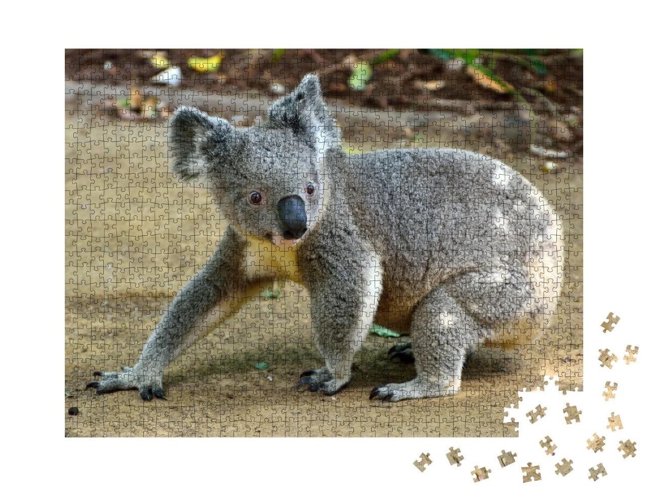 Puzzle de 1000 pièces « Gros plan sur un koala »