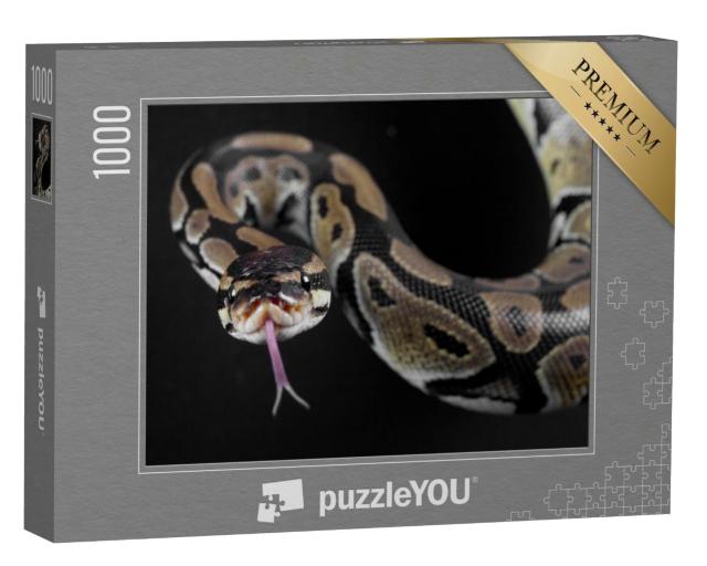 Puzzle de 1000 pièces « Serpent python à la langue tirée »