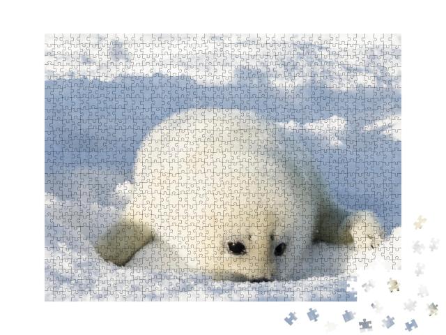 Puzzle de 1000 pièces « Nouveau-né, phoque blanc duveteux »