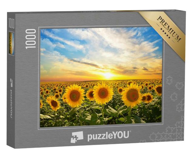 Puzzle de 1000 pièces « Champ de tournesols en fleurs au coucher du soleil »