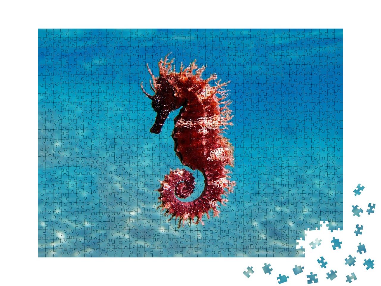 Puzzle de 1000 pièces « Scène de mer : hippocampe méditerranéen, Hippocampus guttulatus »