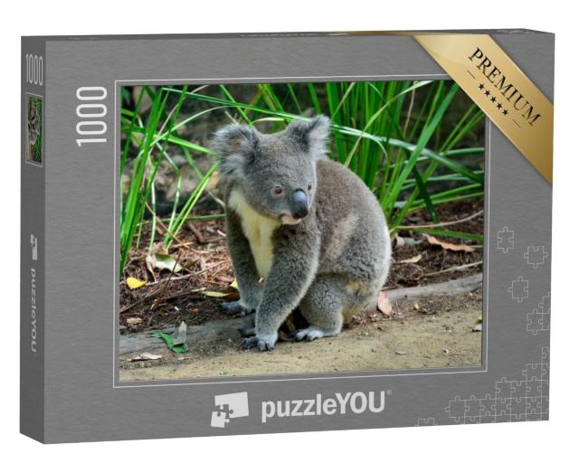 Puzzle de 1000 pièces « Koala curieux, assis sur le sol »