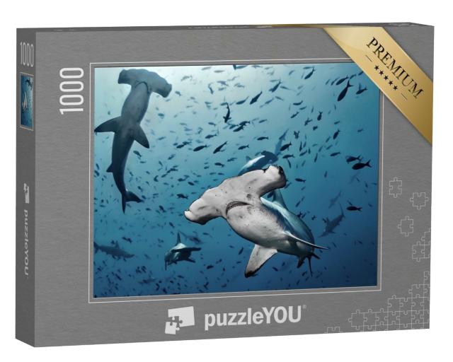 Puzzle de 1000 pièces « Requins-marteaux en chasse, île de Cocos, Costa Rica »