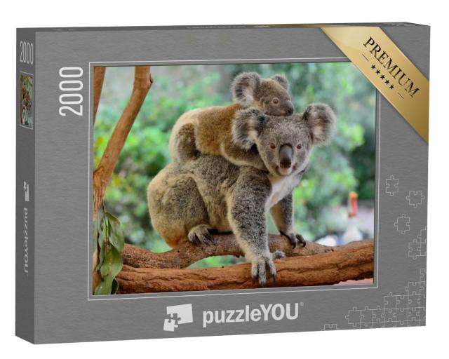 Puzzle de 2000 pièces « Mère koala avec bébé sur le dos sur un eucalyptus »