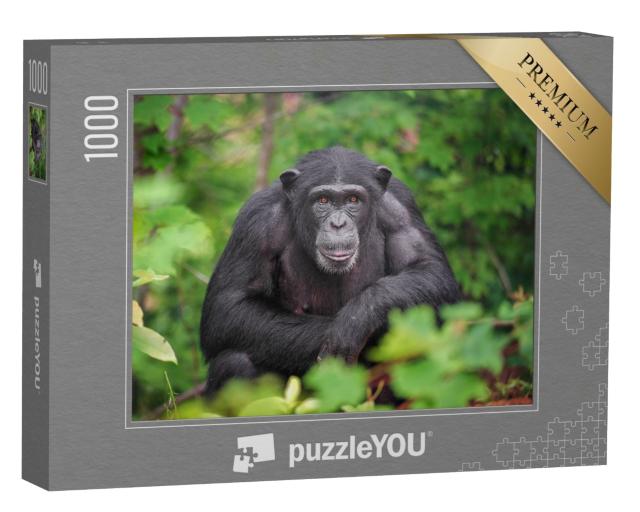 Puzzle de 1000 pièces « Enclos avec des chimpanzés »