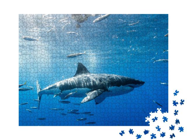 Puzzle de 1000 pièces « Le grand requin blanc au Mexique »