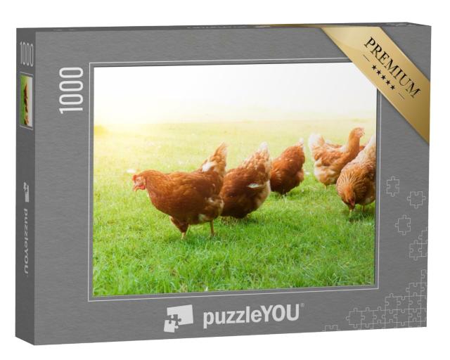 Puzzle de 1000 pièces « Poulets en liberté dans un pré vert »