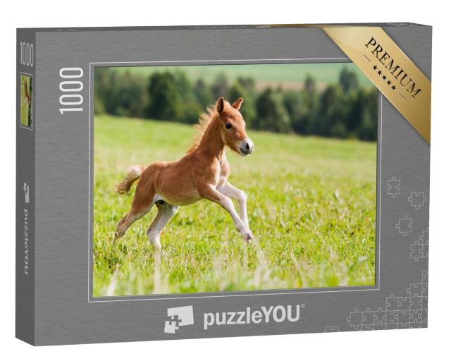Puzzle de 1000 pièces « Mini-cheval Falabella »
