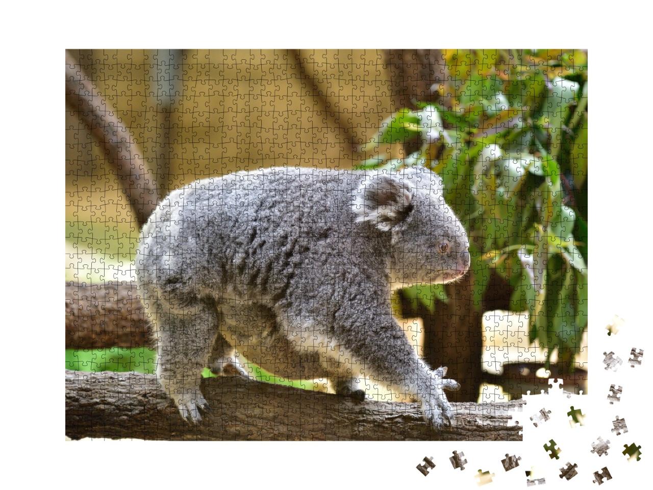 Puzzle de 1000 pièces « Un bébé koala s'accroche au ventre de sa mère »