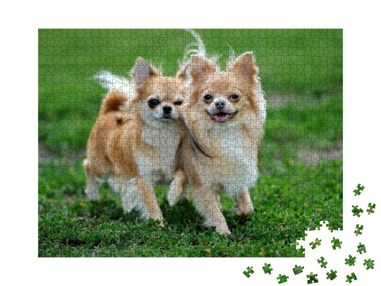 Puzzle de 1000 pièces « Deux chiens chihuahua à poils longs dans l'herbe verte de l'été »