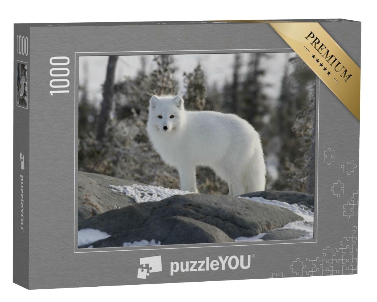 Puzzle de 1000 pièces « Le renard arctique, Vulpes Lagopus, en fourrure blanche d'hiver »