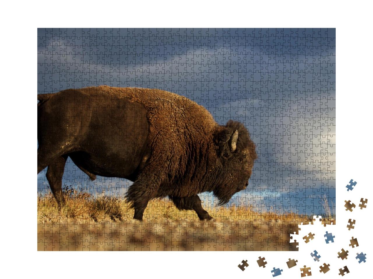 Puzzle de 1000 pièces « Bison américain alias bison sur fond de ciel dramatique de prairie, Montana »