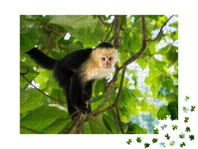 Puzzle de 1000 pièces « Singes capucins à tête blanche, Manuel Antonio, forêt tropicale du Costa Rica »