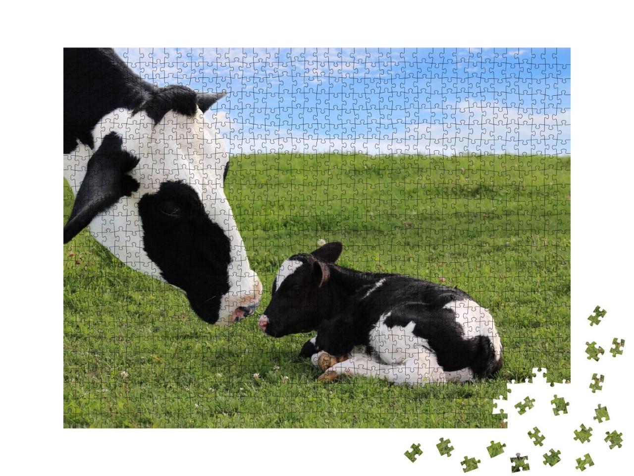 Puzzle de 1000 pièces « Vache mère Holstein avec son veau nouveau-né »