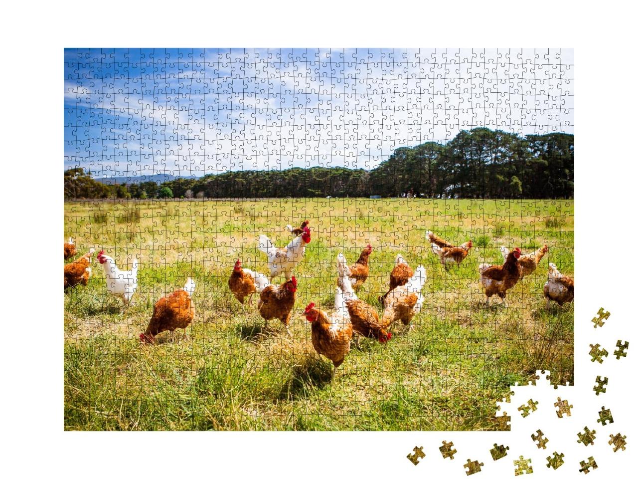 Puzzle de 1000 pièces « Un troupeau de poulets en liberté, Australie »