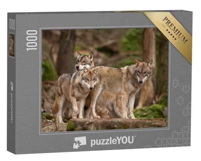 Puzzle de 1000 pièces « Famille de loups dans leur habitat naturel »