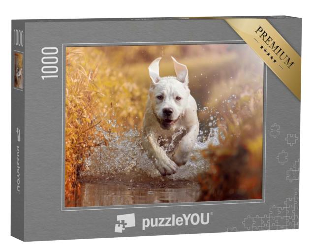 Puzzle de 1000 pièces « Jeune labrador jouant dans un ruisseau »