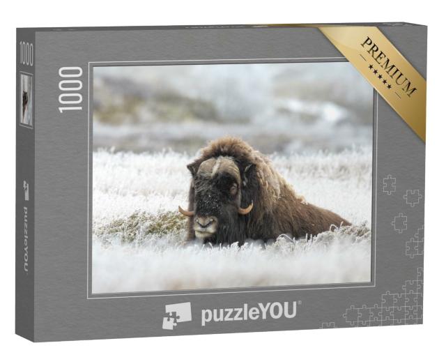 Puzzle de 1000 pièces « Bœuf musqué sur l'herbe glacée »