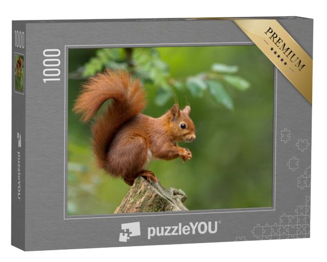 Puzzle de 1000 pièces « Écureuil rouge »