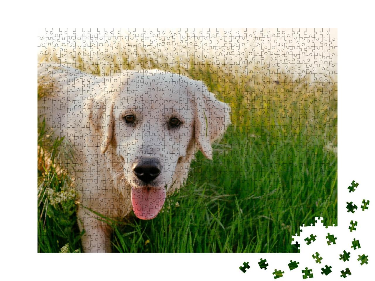 Puzzle de 1000 pièces « Labrador Retriever se promenant dans une prairie »