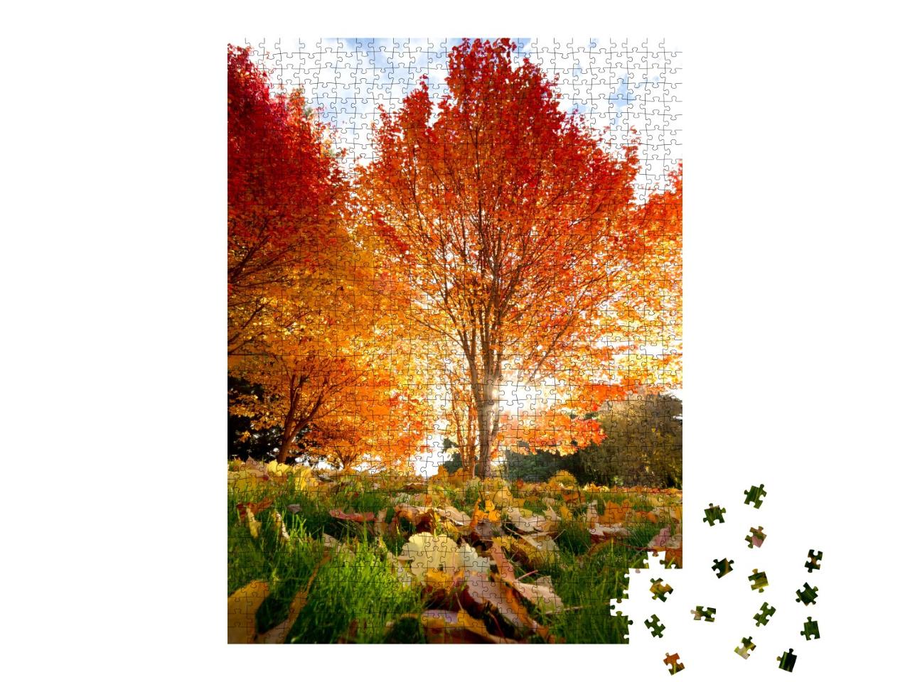 Puzzle de 1000 pièces « Arbre inondé de lumière au feuillage rouge en automne »