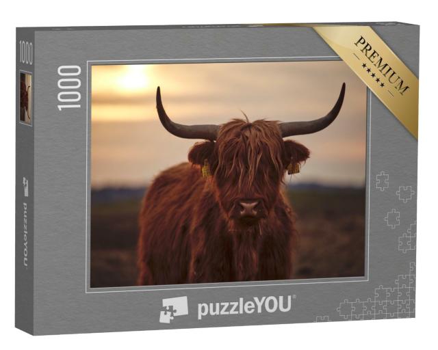 Puzzle de 1000 pièces « Jeune bovin des Highlands écossais »