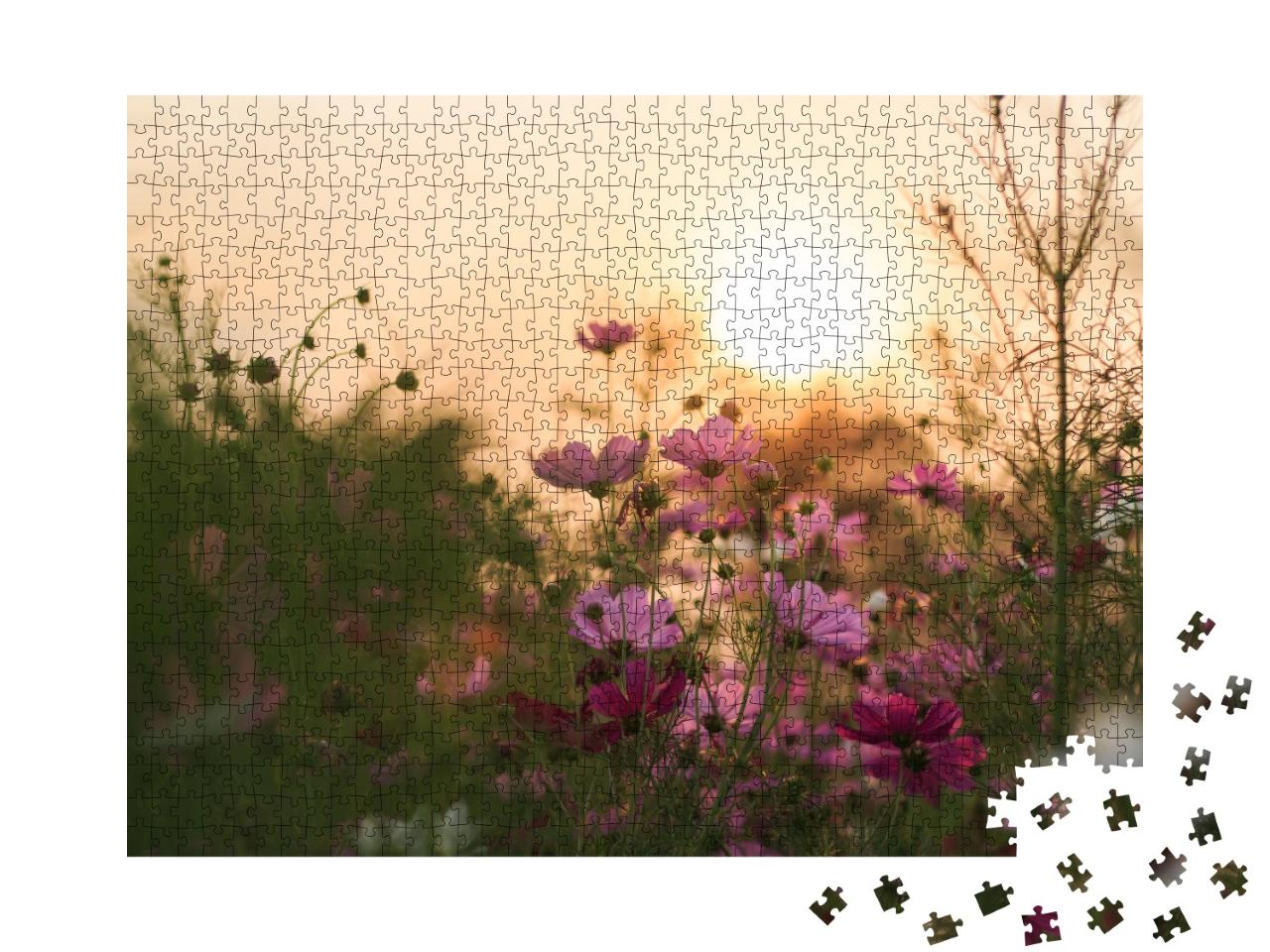 Puzzle de 1000 pièces « Cosmos en fleurs dans la lumière du soir »