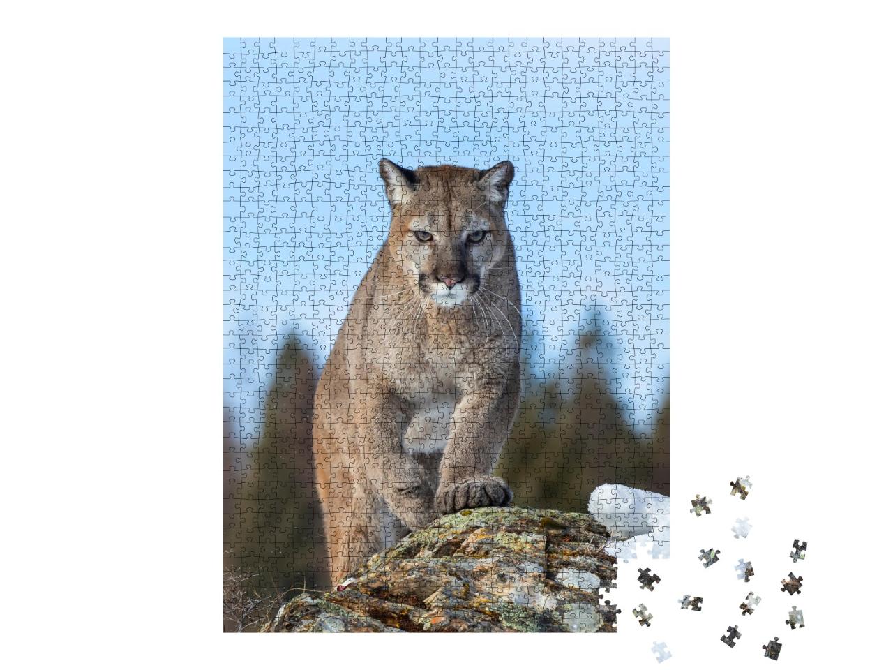Puzzle de 1000 pièces « Puma ou lion de montagne en hiver du Montana, USA »